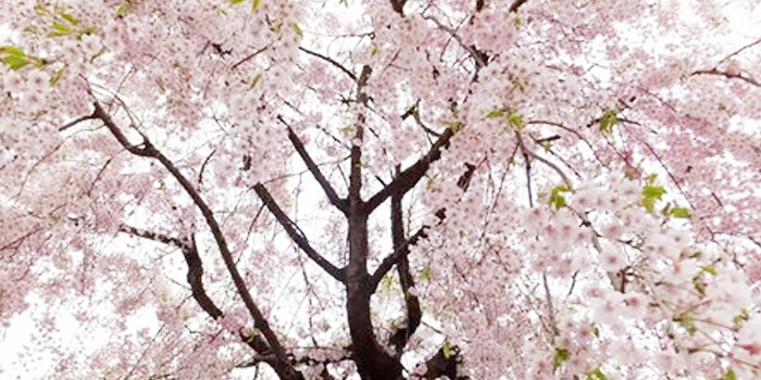 ４月といえば 桜 ブログ 株式会社マデコム